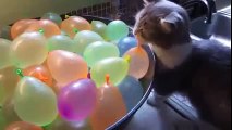 Funny Cats Eating  Cat videos Compilation # 10  Funny cat videos 2015
