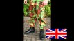 DPM ( Disruptive Pattern Material ) British camouflage