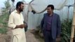 A NOBEL F1  0321 8669044   Hybrid Cucumber Best Performance in Cold Tunnel Farming in Pakistan  Sajid Iqbal Sandhu M2U00392