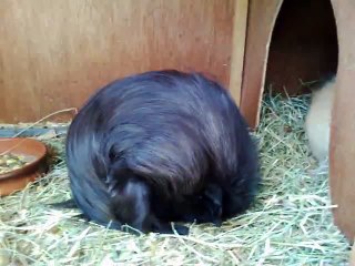 (& co)Cookie et gribouille dans leur clapier