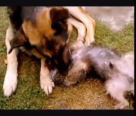 Yorkshire terrier vs German Shepherd