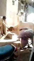 hahaha most funny must watch