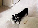 Husky Puppy carries stuffed dog
