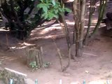 Asian Small-Clawed Otter at Olmense Zoo