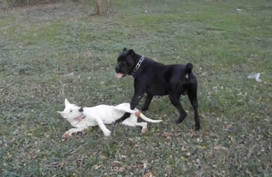 Dogo Argentino vs Cane Corso