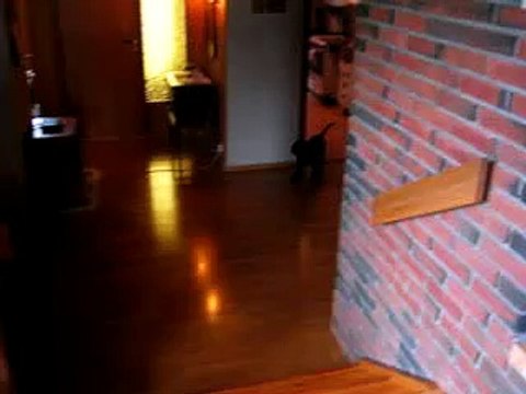 Flat coated retriever