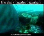 Hai Shark Tigerhai Tigershark Tiere Animals Natur SelMcKenzie Selzer-McKenzie