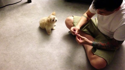 Daisy - 12 weeks old Maltipoo puppy girl doing tricks