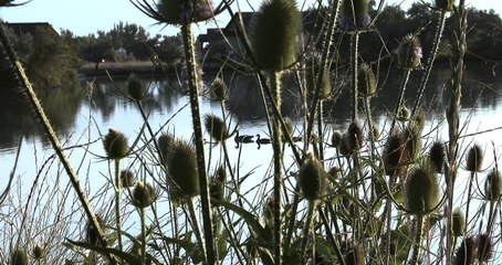 Sony PXW-Z100 :: 4K Samples