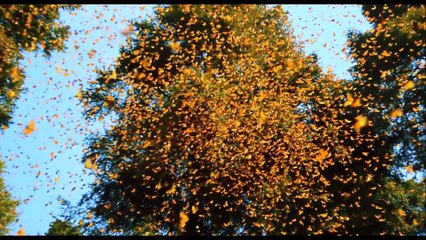 Jean-Louis Murat - Le cri du papillon (live 2005) edit