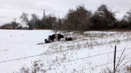 COW IN STAGE ONE LABOR. MINI BELTED GALLOWAY.