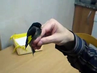 Jilguero x Negrito de Bolivia (Macho)