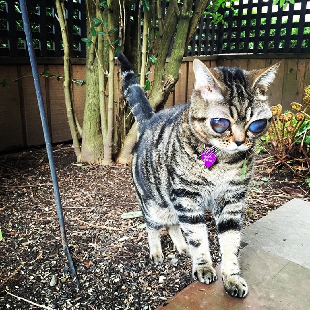 Alien Cat Le Chat Aux Gros Yeux Video Dailymotion