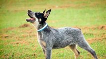 Small Dog Breed Care : How to Care for a Blue Heeler