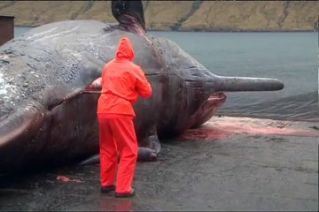 ALLAH tala ki Qudrat. اتنی بڑی مچھلی اللہ تعالیٰ کی قُدرت دیکھیے۔