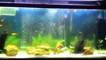 Aquatop uve sterilizer review on my 55 gallon