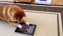 Shiba Inu playing on the iPad