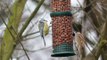 Fotoshow vogels in mijn tuin