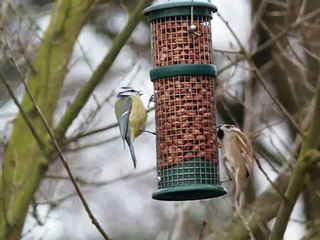 Fotoshow vogels in mijn tuin