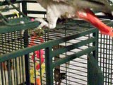African Grey & Yellow Crowned Amazon Parrots talking!