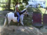 For Sale: Beautiful, Grey, 10 yr. old Paso Fino Gelding