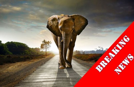 Man Killed by Elephant - Walker in Germany is killed by an escaped zoo elephant