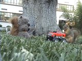 Squirrels Gone Wild - College Edition