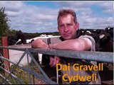 Dai Gravell - 310 Dairy Cows