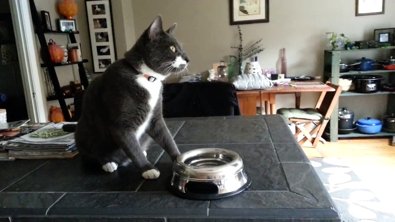Rio and the Spill-Proof Water Dish