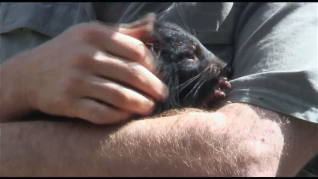 Baby Devils - demandingly cute
