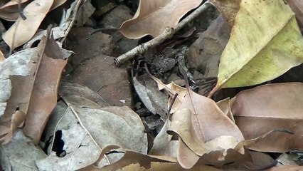 Vespa Caçadora Vs. Aranha Armadeira