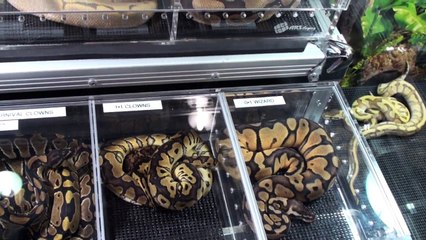 Canadian Reptile Breeders Expo-Ball Python Edition!