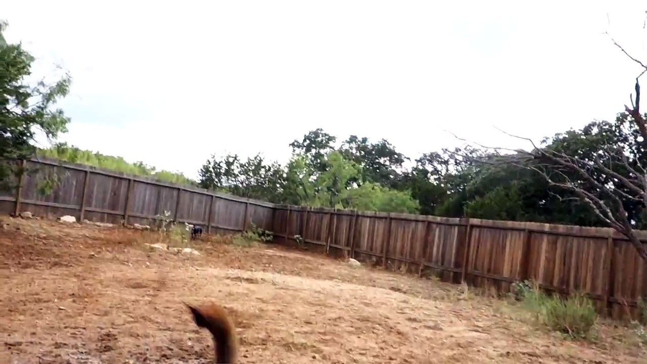 Cute Dogs Playing Fetch!