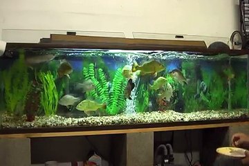 Peacock Bass Feeding