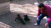 black rooster vs red rooster