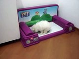 PET SANY - Banheiro para Cachorro - Video 5