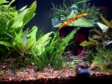 Aquarium - Panda Cory, Neon and Harlequin Tetra, Leopard Danio, Mystery Snail, Cherry Shrimp