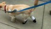 dog prosthetics for rear legs (www.animalorthocare.com)
