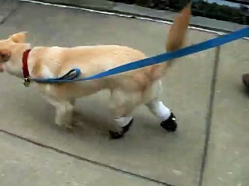 dog prosthetics for rear legs (www.animalorthocare.com)