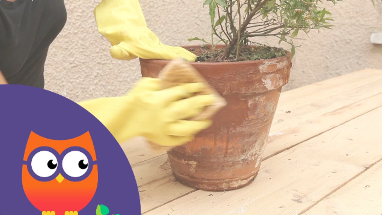 Comment entretenir des pots en terre cuite (Ooreka.fr)