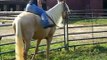 Riding a 4 year old Palomino Tennessee Walking Horse Mare bareback with obstacles