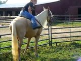 Riding a 4 year old Palomino Tennessee Walking Horse Mare bareback with obstacles