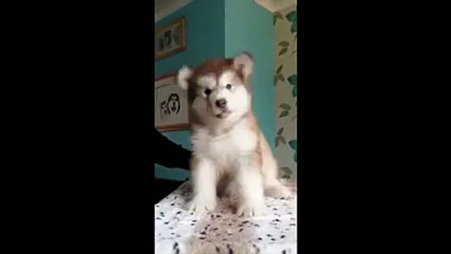 Cuteness overload?syndication=228326