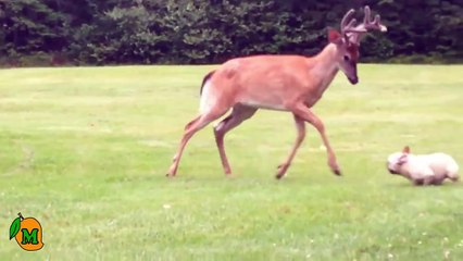 French Bulldog Plays with Deer