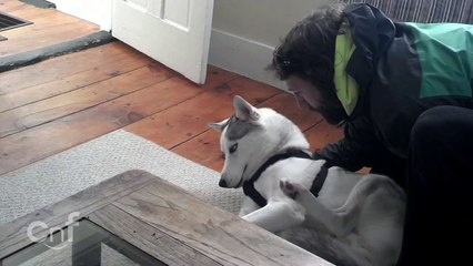 Cute Husky Says "No" to the Kennel