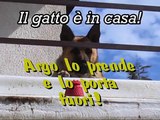 Argo prende il gatto e lo porta fuori