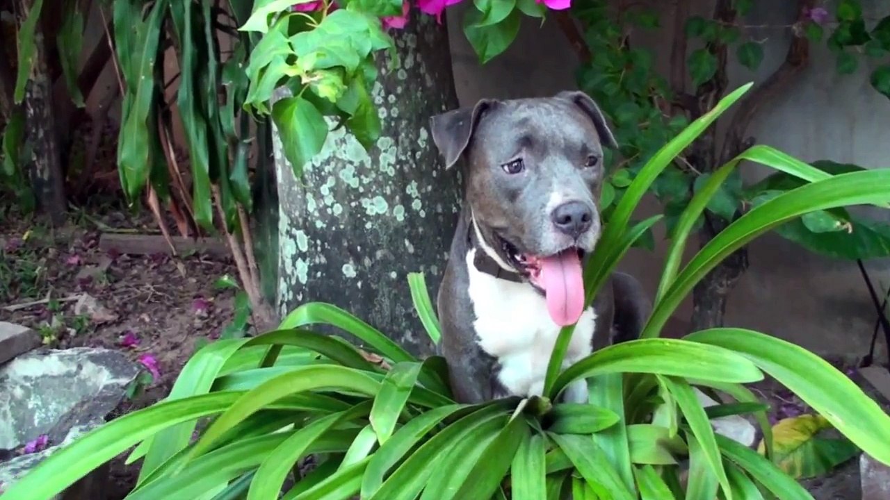 Gorgeous pitpull pups revisited