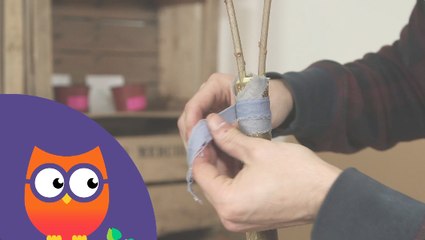Comment réaliser une greffe en fente (Ooreka.fr)