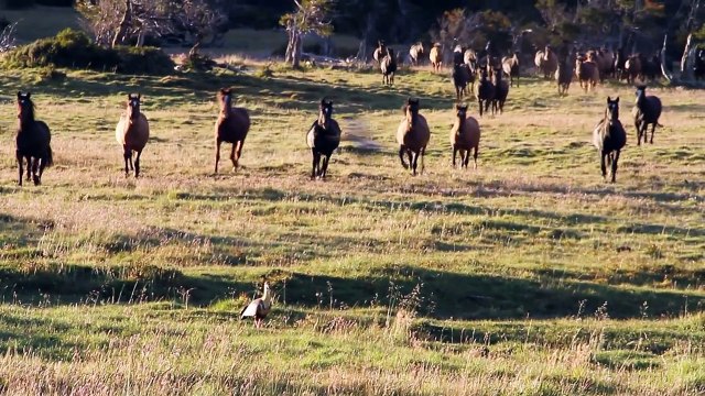 CABALLOS SALVAJES 2014 TORRES DEL PAINE - WILD HORSES PATAGONIA