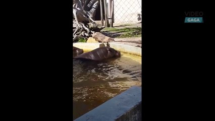 Hippos save duckling in Rotterdam Zoo